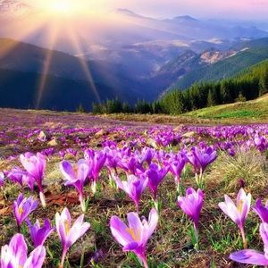 Meet your Posher, Tonya